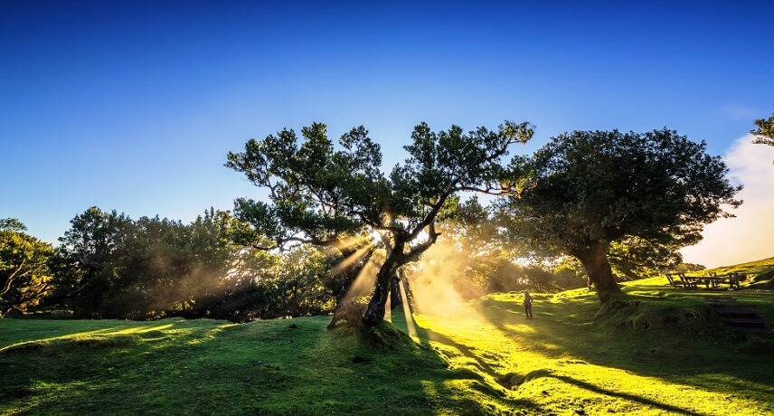 5 Magical Places in Madeira - Fanal 